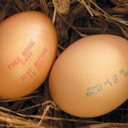 Eggs falsely labelled free range