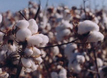 Researcher: Chicken litter in cotton production