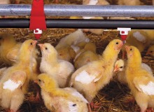 Protecting water supply crucial for any poultry operation