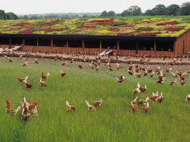 Mineral feed for organically managed laying hens