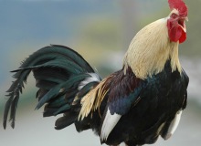 Old roosters still dominate sexual pecking order