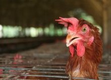 Study: Social sustainability of egg production