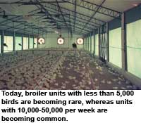 India’s poultry industry experiences significant growth
