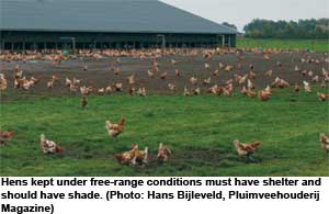 Poultry welfare will further improve
