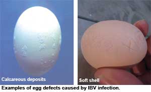 Early IBV protection is essential in parent stock