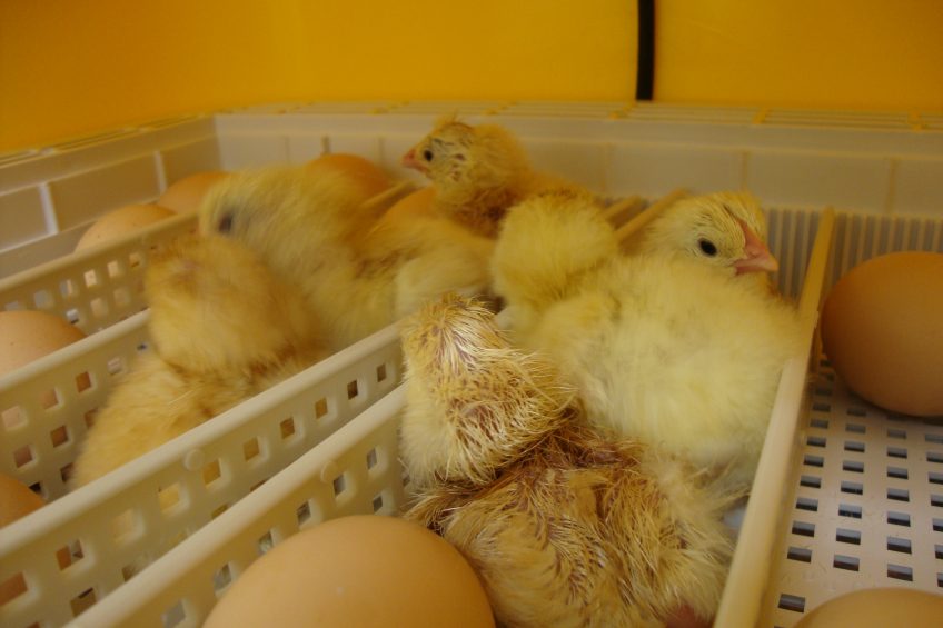 Chicks