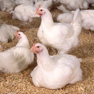 Injecting poultry litter into soil to prevent runoff