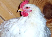 EFSA: Welfare of broiler chickens and their breeding in spotlight