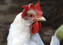 New product restores electrolyte balance in stressed poultry