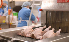 Australian chicken farm to replace processing plant