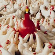 Broiler growers will be surveyed