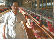 Japanese farmers use rice as chicken feed