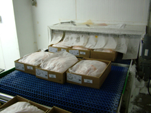 Skinning and freezing could help reduce Campylobacter