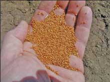 Camelina meal available for use in laying hens