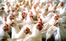 Major damage to poultry industry in Pakistan