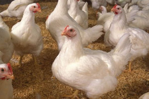 Research: Chicory inulin supports intestinal health in broilers