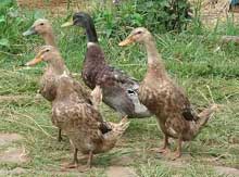 H5N1 virus may persist on feathers fallen from domestic ducks