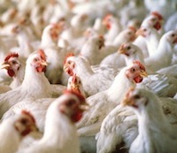 US senators call for Russia poultry exports