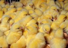 Ramadhan and the scarcity of broiler DOC’s