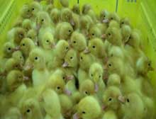 New Culver Duck hatchery meeting high expectations