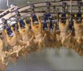 Russia: Self-sufficient in poultry by 2013