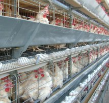 Polish poultry industry unprepared for battery cage ban