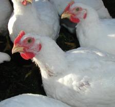 Research: Feed additives to control Necrotic Enteritis in poultry
