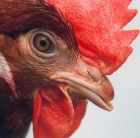 PSA: Impact of layer hen housing systems inconclusive