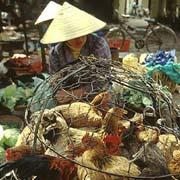 China could close live poultry markets