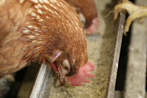 Research: Balancing feeding rations in poultry production