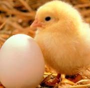 Canadian poultry and egg statistics