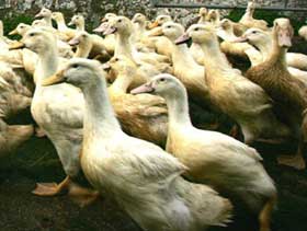 Ducks transmit H5N1 virus through their respiratory system