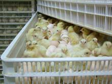 Poultry producers face excess supplies as feed costs soar