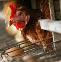 Defra: New UK regulations to safeguard chickens