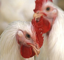 Canada invests in research to boost poultry industry