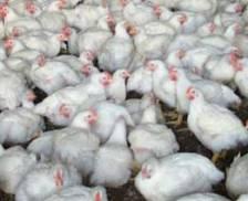 Avec observes poultry challenges of the next decade