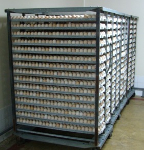 Broiler performance and pre-incubation storage conditions investigated