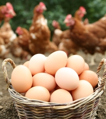 Organic Eggs: Breed and feed important for taste