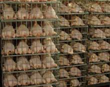 Frozen chicken import ban to boost domestic production in Russia