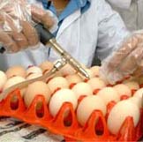 First in ovo vaccine against avian influenza