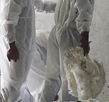 South Korea suffers bird flu outbreak