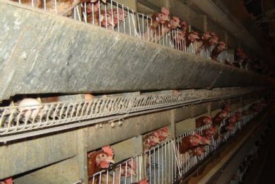 Changing profitability of Polish poultry production