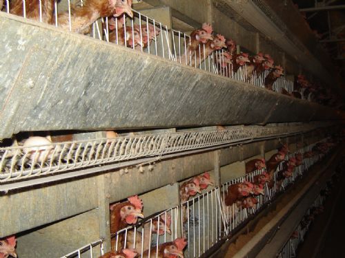 Changing profitability of Polish poultry production