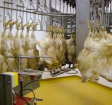 Broiler stunning methods examined by Dutch researchers