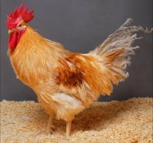 GM chickens developed that don’t transmit bird flu
