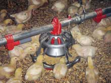 Chore-time releases new broiler feeder