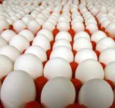 USDA research: Egg cholesterol levels have lowered