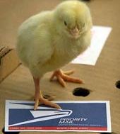 Poultry shipments from US monitored