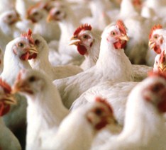 USDA forecasts poultry production to take the lead