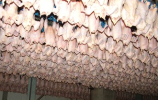 Proper flock management decreases cellulitis – Minimising economical losses – Part 2